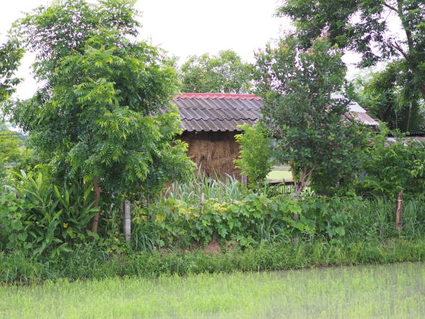 istock Gray-brown house, green leaves, white-gray sky 1497512508