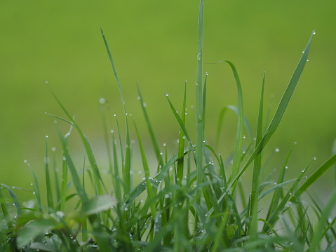 Water drops on the green grass