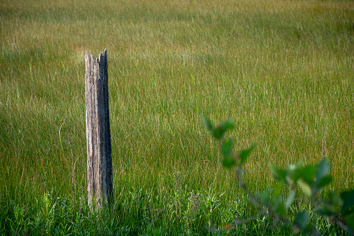 An image of a single lone wooden fence post in the middle of an agricultural field.