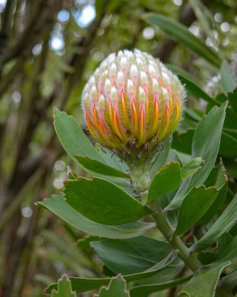 istock Close Pincushion Protea Close Up 1497519680