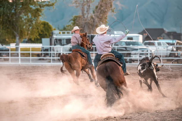 istock Cowboys And Cowgirls Steer Roping 1497520078