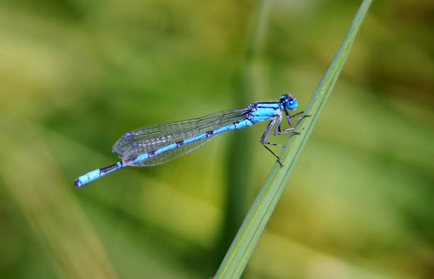 insetto blu - libellula (odonata) - foto stock