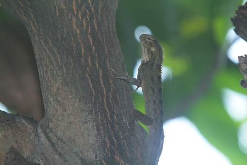 a chameleon hunting in a tree