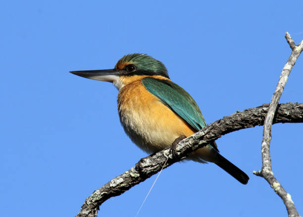 Sacred kingfisher bird sitting on a tree branch against a blue sky Sacred kingfisher bird sitting on a tree branch against a blue sky todiramphus sanctus stock pictures, royalty-free photos & images