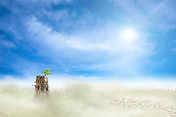 Desert with trees and blue sky background