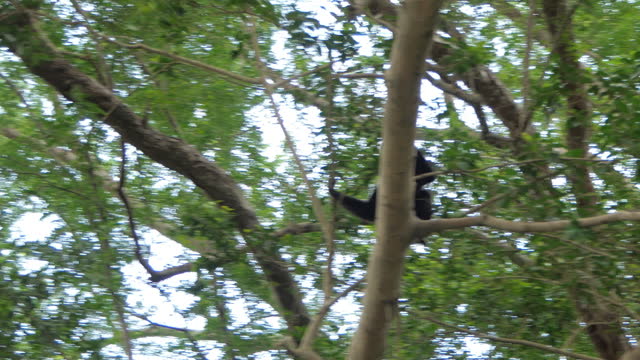 Pileated gibbon hanging on tree in tropical rainforest.