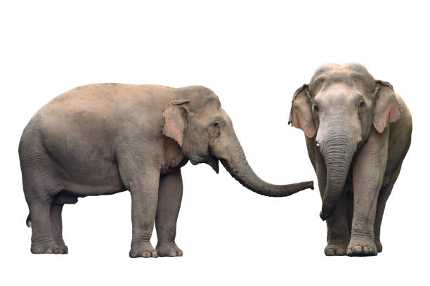 istock Asian wild elephant isolated on white background (male without tusks) 1497541787