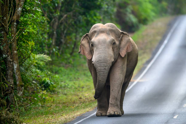 istock Asian wild elephant male without tusks 1497541789