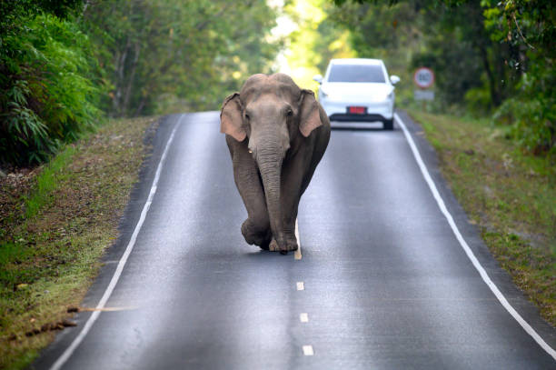 엄니가 없는 아시아 야생 코끼리 수컷 - 11896 뉴스 사진 이�미지