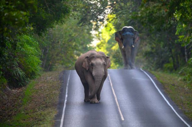 istock Asian wild elephant male without tusks 1497541808