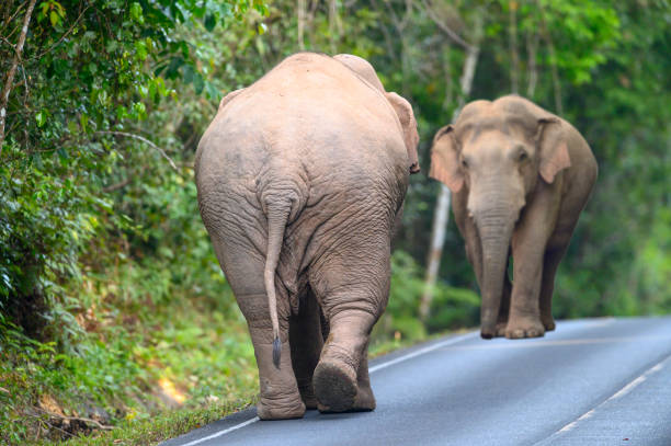 istock Asian wild elephant male without tusks 1497541809