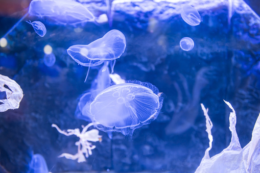 Fluffy jellyfish swimming on blue water of aquarium tank in Japan