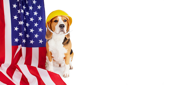 A beagle dog in a construction helmet next to an American flag on a white isolated background. Happy Labor Day. Banner