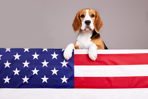 Beagle dog near the American flag. Happy USA Memorial Day. An Independence Day postcard with a pet.