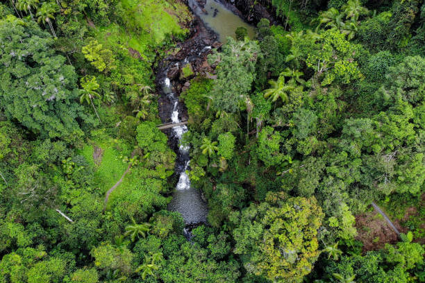 istock Aerial, drone view in Springbrook National Park, Queensland 1497553343