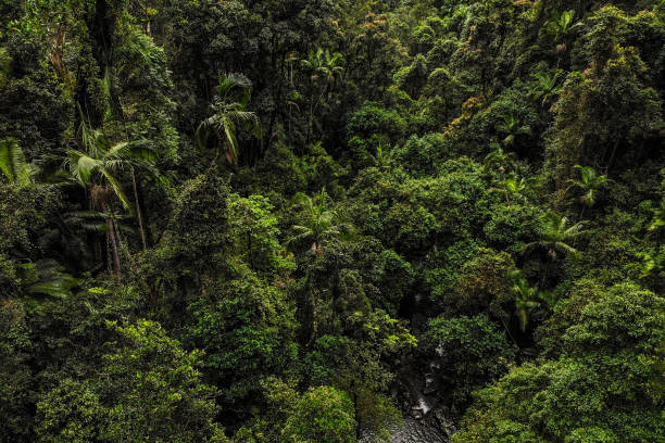 istock Nature views in Queensland dense rainforest from aerial background view. 1497553559