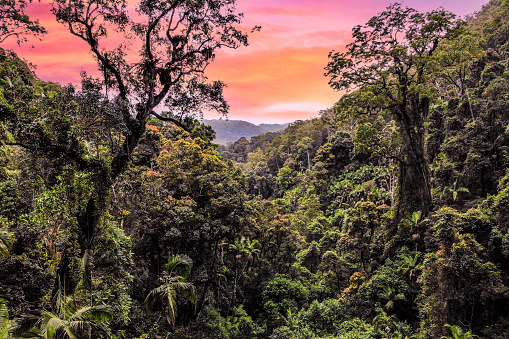 Stunning landscape view in Springbrook National Park, QLD during sunset with pink sky pastel background Australian bushland in wild wilderness area with native trees and bushland.