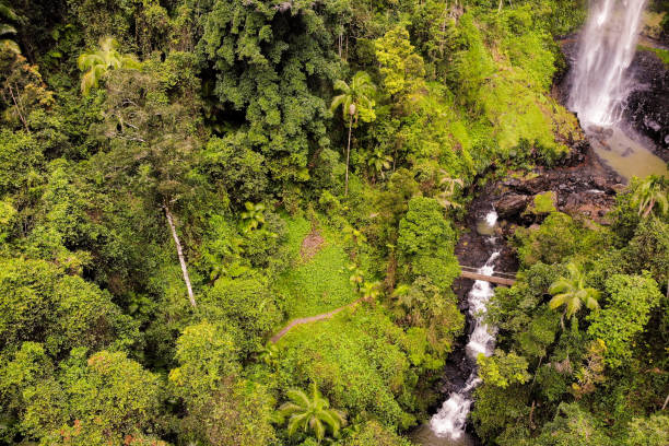 istock Aerial, drone view in Springbrook National Park, Queensland 1497554146