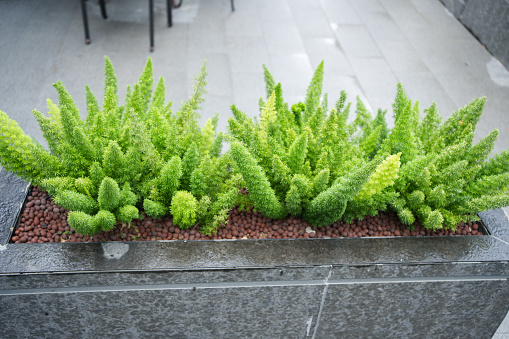 Ornamental Plant Asparagus