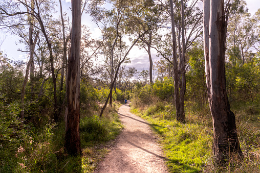 Hiking trail in bush walking area during autumn in Queensland with sun shining in sunset, with native trees and bushes.