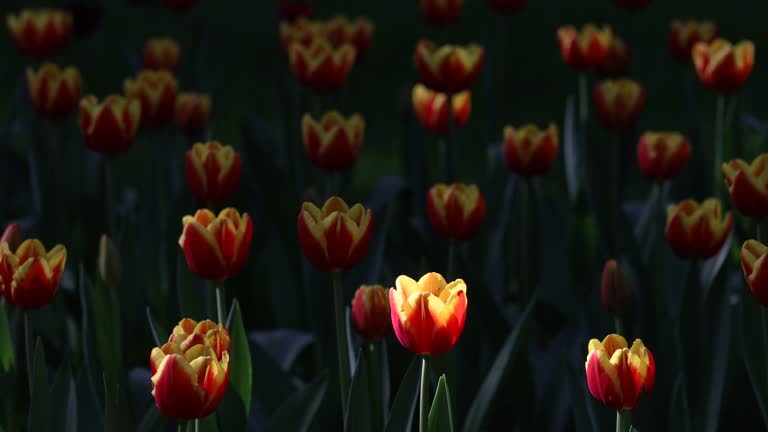 Spring Blooming tulip sway with the wind