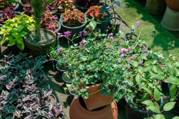 istock Pelargonium peltatum ivy geranium in a pot 1497557273