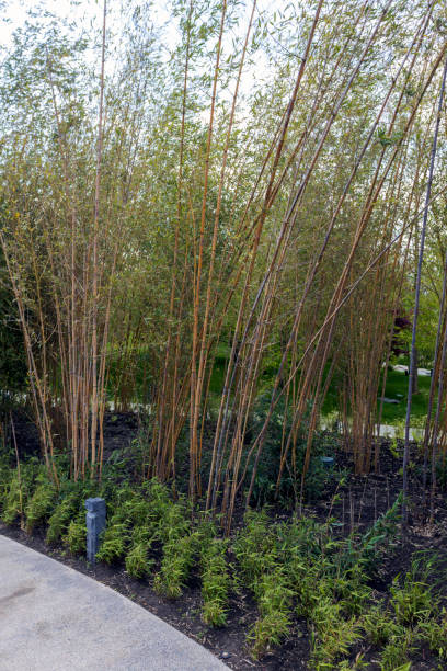 istock Bamboo garden in the park in spring. A simple bamboo wall. Nature background. 1497558423