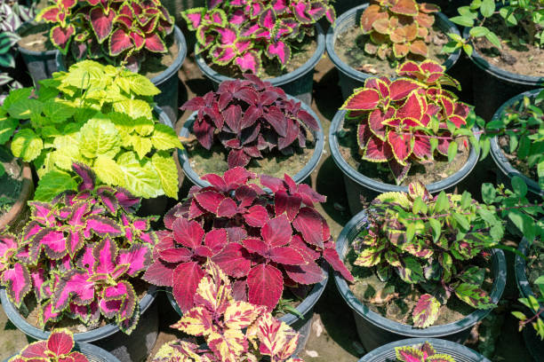 istock Multi color coleus plants in pots close up 1497559882