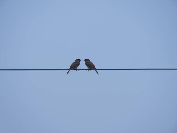 istock a pair of sparrows perched on a power line 1497560005
