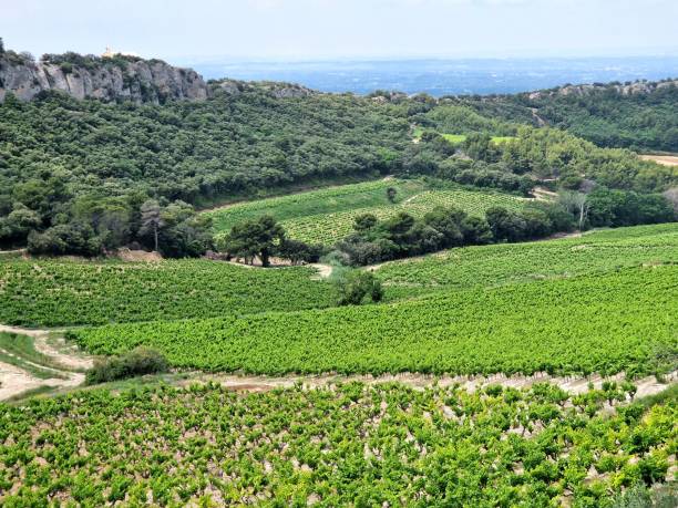 istock Famous Chateauneuf-du-Pape vineyards with pebbles, round pebbles 1497560971