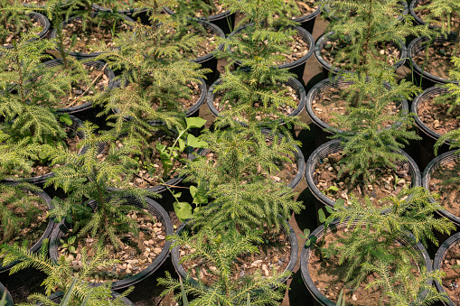 Small seedlings plants of araucaria in nursery