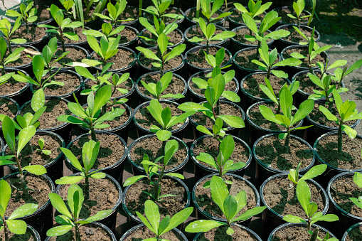 Euphorbia umbellata African milk bush small plants in nursery