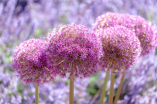Group of pink Giant Allium flowers standing boldly in a sunny day