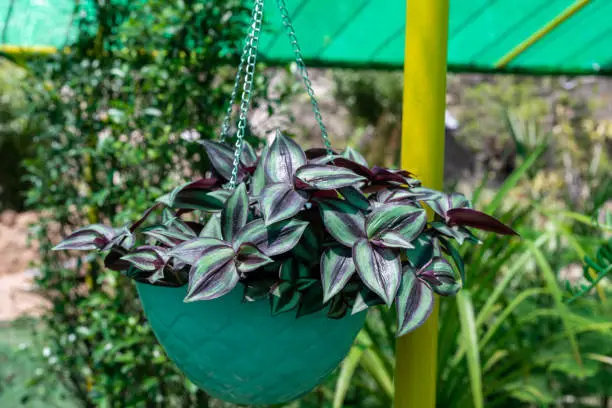 Tradescantia zebrina, or Zebrina pendula, also known as Wandering Jew plant in a hanging basket.