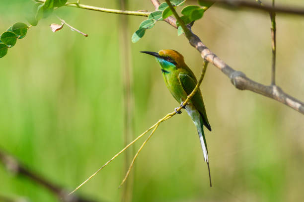 istock Green Bee-Eater, Little Green bee-eater, Merops Orientalis 1497563975