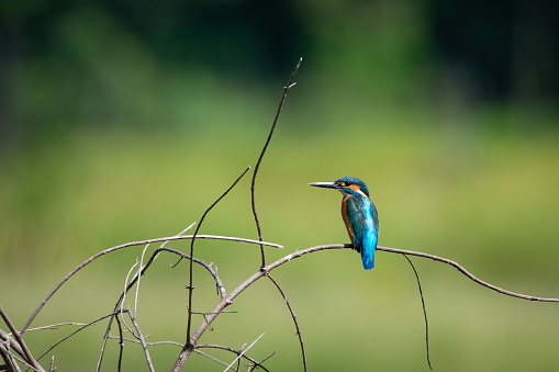 A common kingfisher perched on a branch waiting to catch fish for food