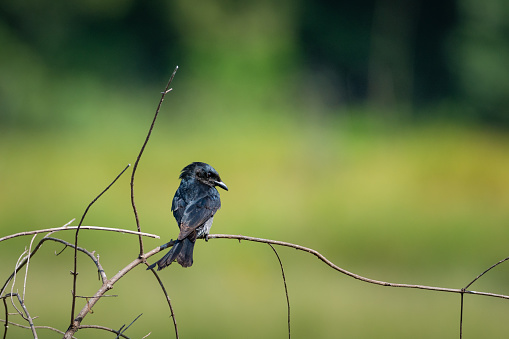 Black Drongo bird perched on a branch in nature
