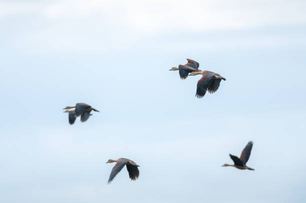 istock Lesser Whistling Duck bird 1497564966