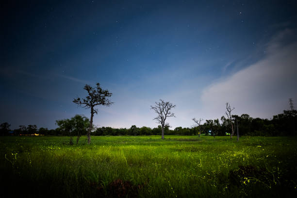 istock Firefly, lightning bugs flying in the field at night 1497566702