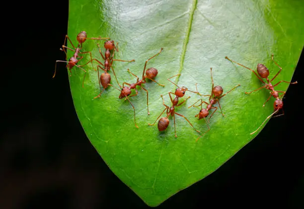 Red ants or Oecophylla smaragdina of the family Formicidae found their nests in nature by wrapping them in leaves. A colony of red ants stands on green leaves. black background with macro shot