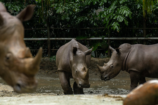 A closeup shot of a baby white rhinoceros or square-lipped rhino Ceratotherium simum while playing in a park in singapore. Nature photo with wildlife