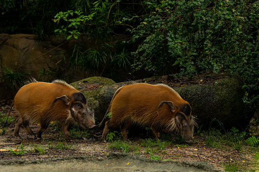 Red river hogs are omnivores and in the wild, eat a variety of foods including grass, berries, insects and carrion. Two pigs walking