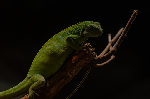 Male lau banded iguana close up portrait isolated on black background. Threatened reptile species Brachylophus fasciatus. Beautiful green lizard lying on the tree branch.