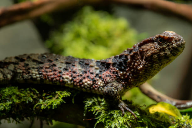 gros plan de profil d’un lézard crocodile chinois. (shinisaurus crocodilurus) - shinisaurus crocodilurus photos et images de collection