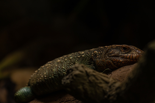 Northern Caiman Lizard on the trunk, Dracaena guianensis, selective focus with copy space