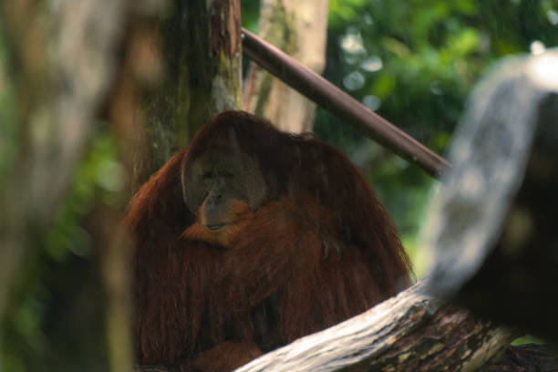 Close-up view of an old male Orangutan (Pongo pygmaeus) sitting on the platform in singapore zoo