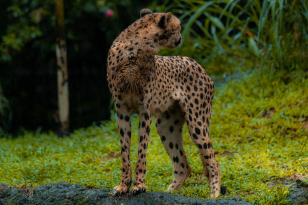 istock A cheetah standing alone in its natural habitat 1497570851