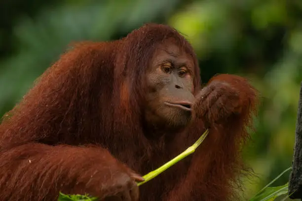 Juvenile male Orangutan (Pongo pygmaeus) eating leaf at Lok Kawi Reserve in Malaysian Borneo, copy spacefor text