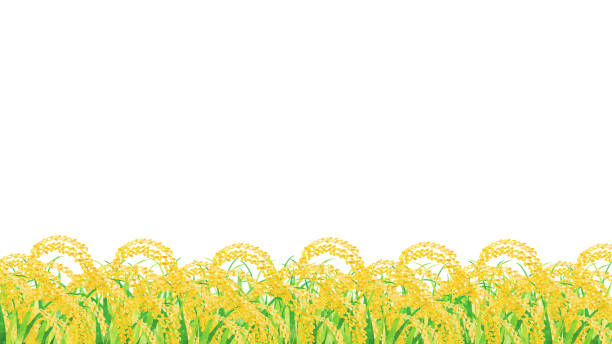 ilustrações, clipart, desenhos animados e ícones de quadro e fundo dos campos de arroz - rice white rice backgrounds cereal plant