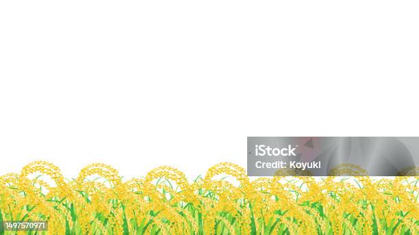 Background Frame Rice Frame And Background Of Rice Fields Stock Illustration - Download Image ...